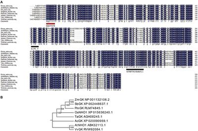 A Novel Glycerol Kinase Gene OsNHO1 Regulates Resistance to Bacterial Blight and Blast Diseases in Rice